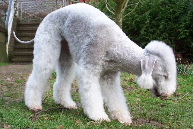 Unsere Hunde 03.02 (4).JPG